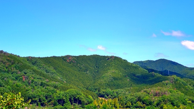 【群馬県・栃木県・茨城県限定】利用していない山林の売却のご相談承ります